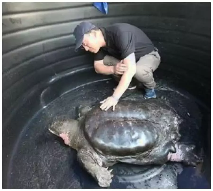 最寂寞的生物之一：地球上就幾只，下一代如何出爐的問題難倒人類