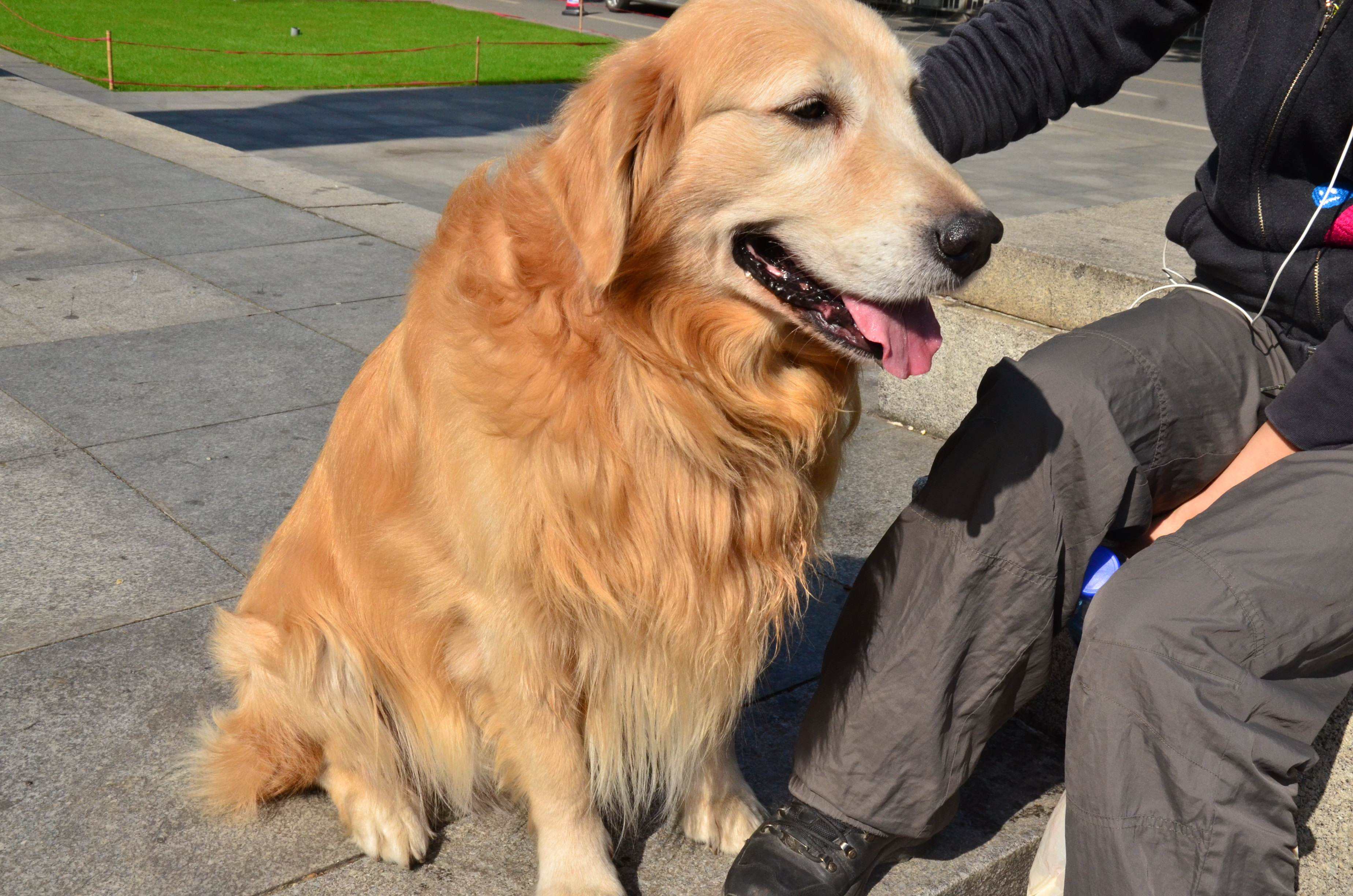 外国宠物狗横行，中华田园犬会消失吗？