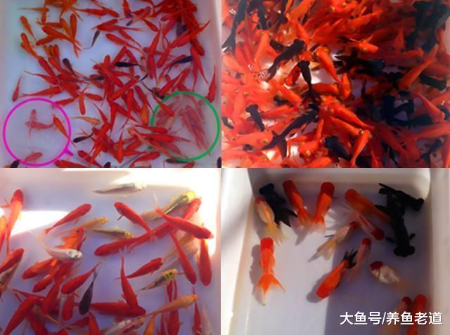 小鱼缸饲养草金鱼，为什么加大氧气量了，还是照样死鱼呢？