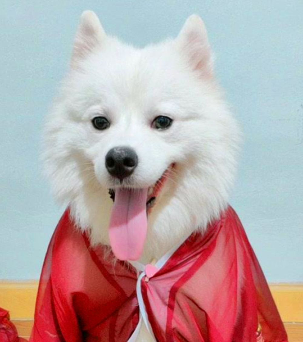 主人带着两只狗去逛街, 回来时抱着萨摩走, 阿拉: 我也要抱抱……