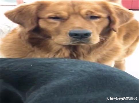 金毛看到主人带着拉布拉多回来, 嫉妒令它面目全非, 狗: 要失宠了