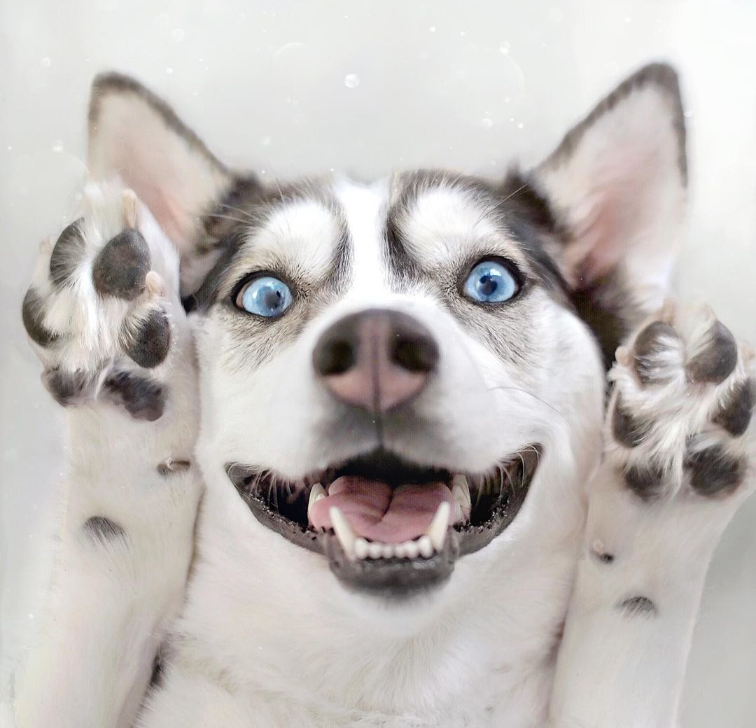 一年四季都在掉毛！哈士奇随手一拔变蒲公英，网友：下雪了？