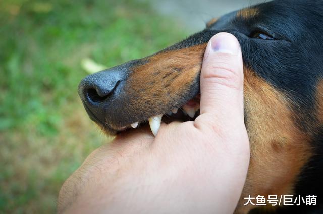 我家狗狗不咬人？85%以上是被家养狗咬伤，但真不能怪狗