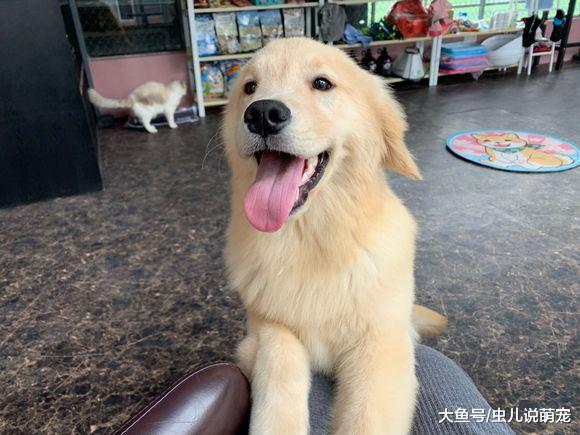 金毛正在缠着主人玩儿, 金毛: 有猫, 我要去找它玩!