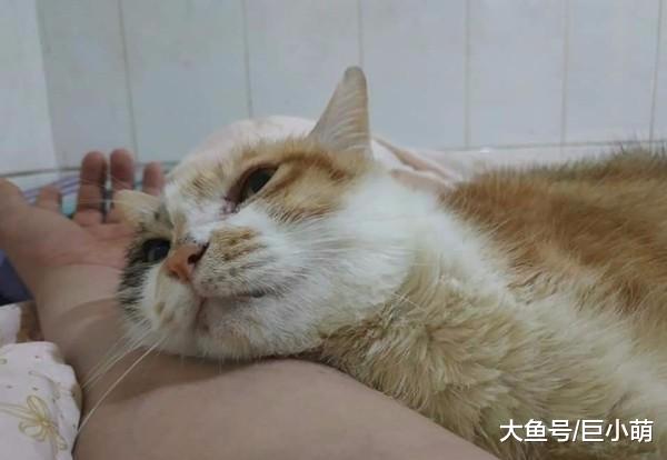 三花被退养三次，在被安乐死前遇到新主人，第一次见面就赖着不走