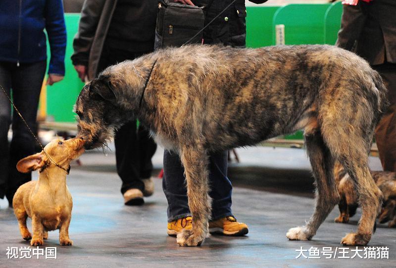 小孩被家里养的小狗咬了, 家长需要做以下几步措施:
