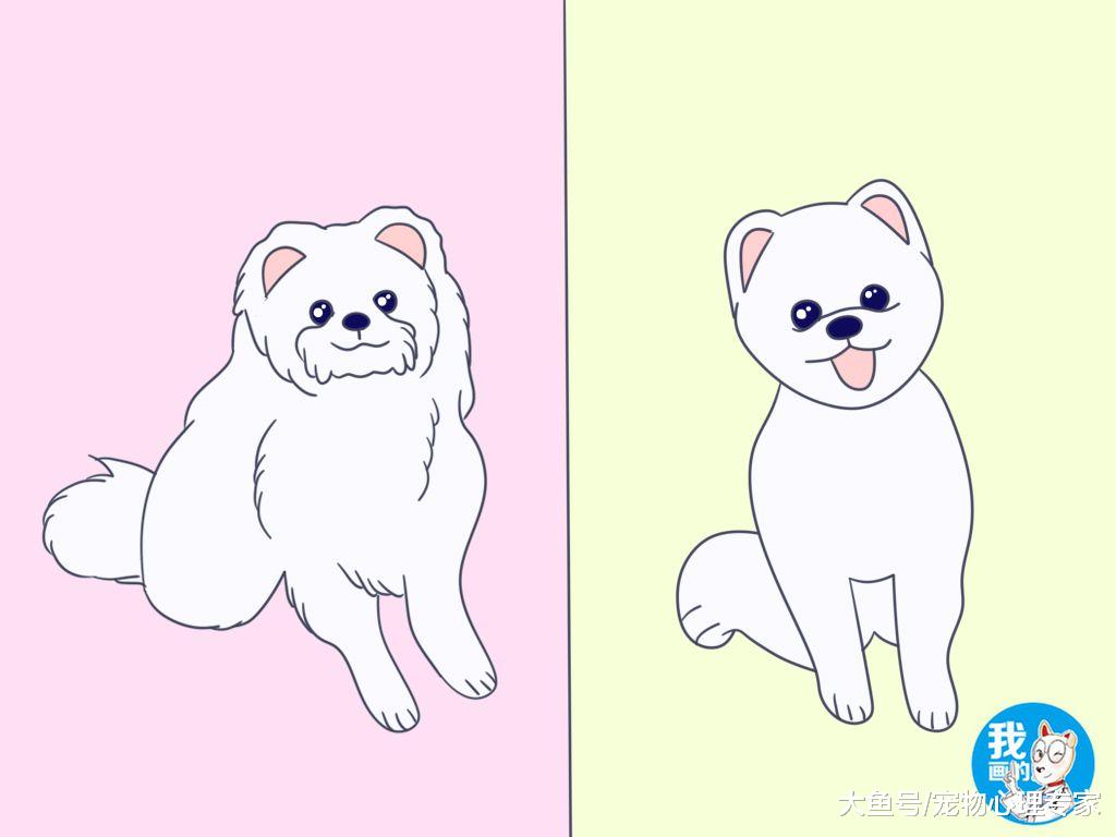 辟谣：狗狗毛发打结去宠物店一剃了之？你倒是省事了考虑过狗吗？