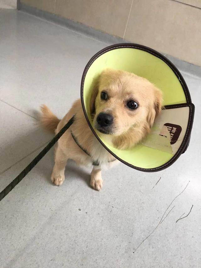 成都市高新区龙湖九里睛川南门小广场丢失一只米黄色串狗