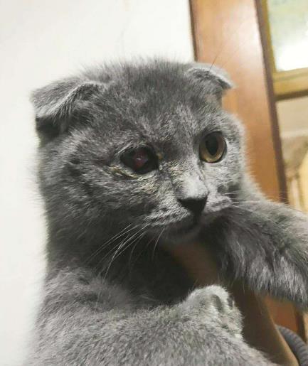 独眼猫流血哭泣，无人敢领养，4岁孩子的话却给了它活下去的希望