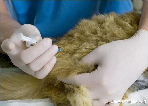 养泰迪犬的注意了，经常犯这5个做法，迟早会害了你的狗