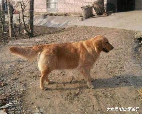 金毛和泰迪在调皮，突然看到有人进来，俩狗的动作让人心碎