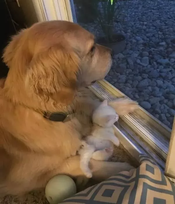 多指症小猫遭嫌弃，大金毛却Pick了它：以后，我罩你！