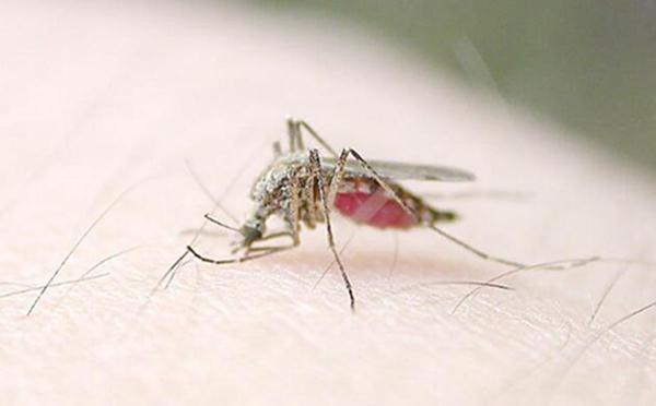 地球上10大最常見的害蟲，第一蚊子，第四蒼蠅，你最討厭哪個？