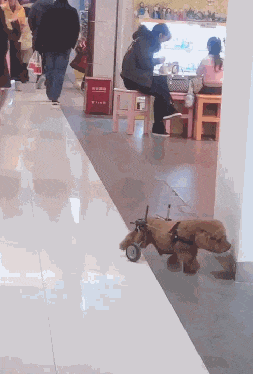 泰迪后腿綁著平板車，網友看著感覺奇怪，狗主人講出原因后被驚到