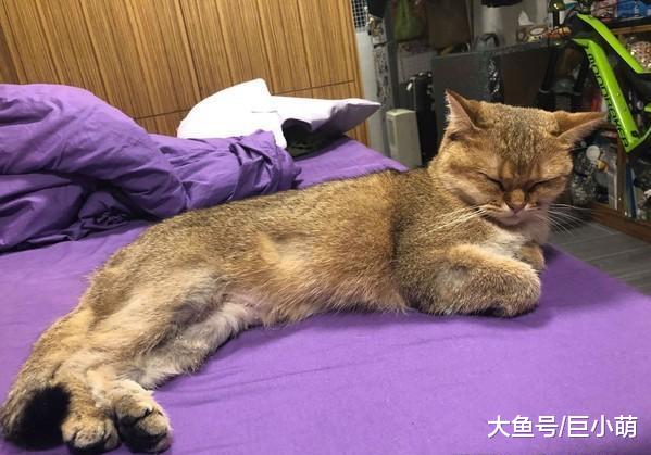 主人怀孕，猫咪自觉失宠一直躲着，后来看到宝宝哭还叼猫粮哄他