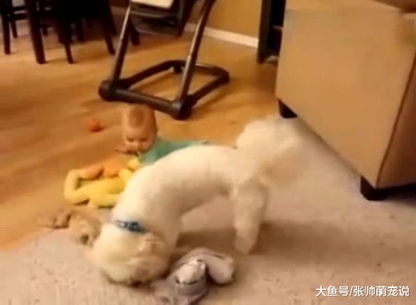 小狗用力扯宝宝的裤子，下一秒笑喷了，网友：闻到粑粑的味道了