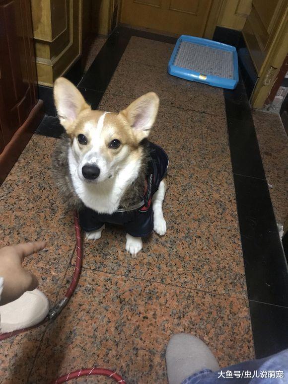 貪玩的柯基穿上衣服就要出去玩，哪里是寵主能決定的