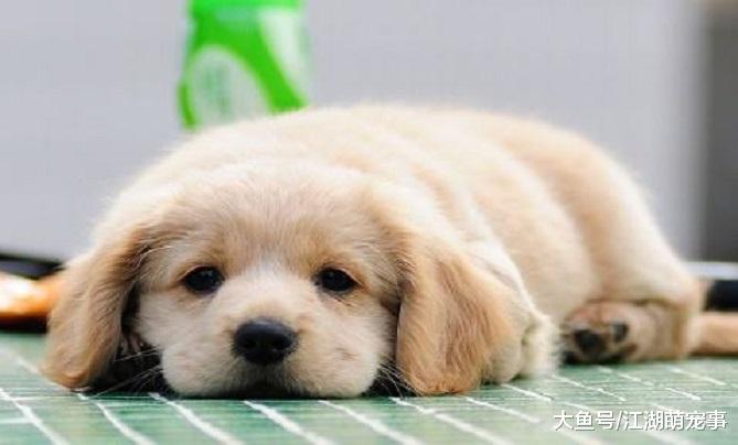 狗狗寂寞的4个表现，作为铲屎官你需要及时注意