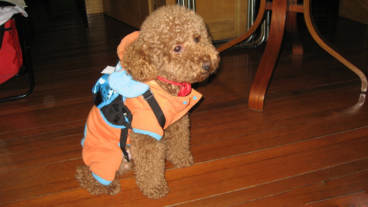 狗往食盆里撒尿是嫌弃食物不好吃？有可能它焦虑了