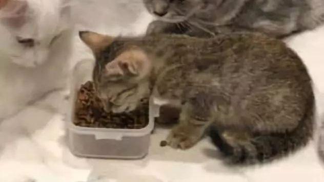 小奶猫吃饭，突觉被“阴影”笼罩，抬头一看：压力好大！