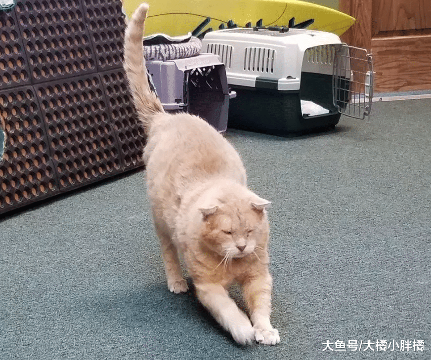 流浪猫被收养3年后走丢，寻家4年却被家人拒绝，邻居花钱为它治病