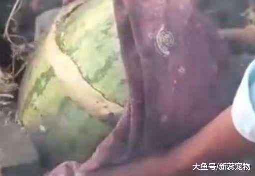 “烤鸡”被印度人玩坏了！模仿中国，做“西瓜烤鸡”打开后傻眼