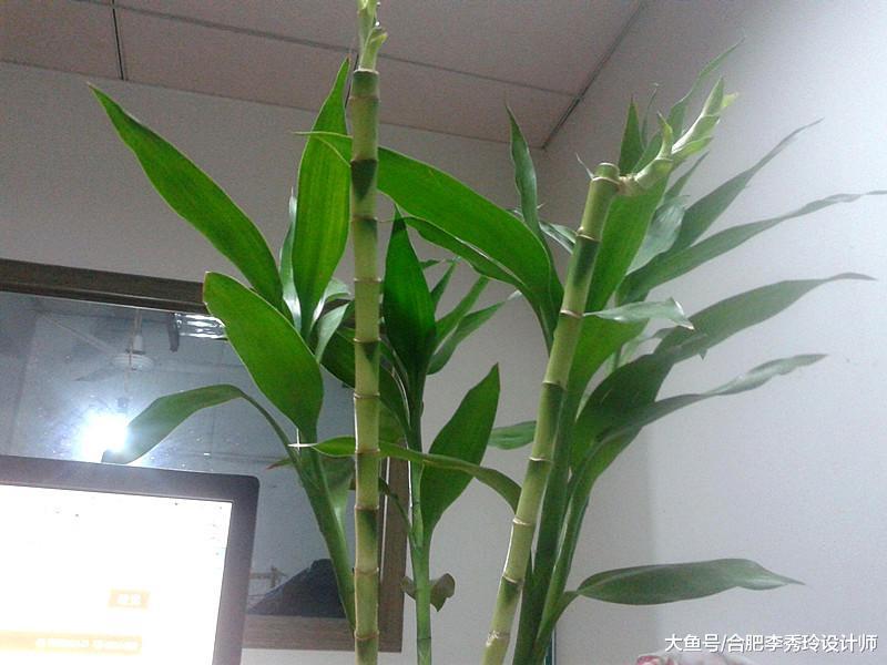 3點沒注意，富貴竹買回家也養不活！怪不得有的花店拿它做促銷，坑