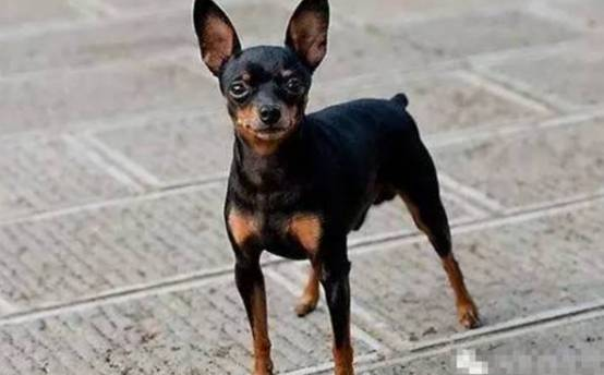 若家里有孩子，这几种犬是不适合养的，你都知道么？