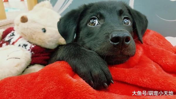 因找不到妈妈哭泣，幼犬依偎玩具娃娃狂摇尾巴：是妈咪吗？