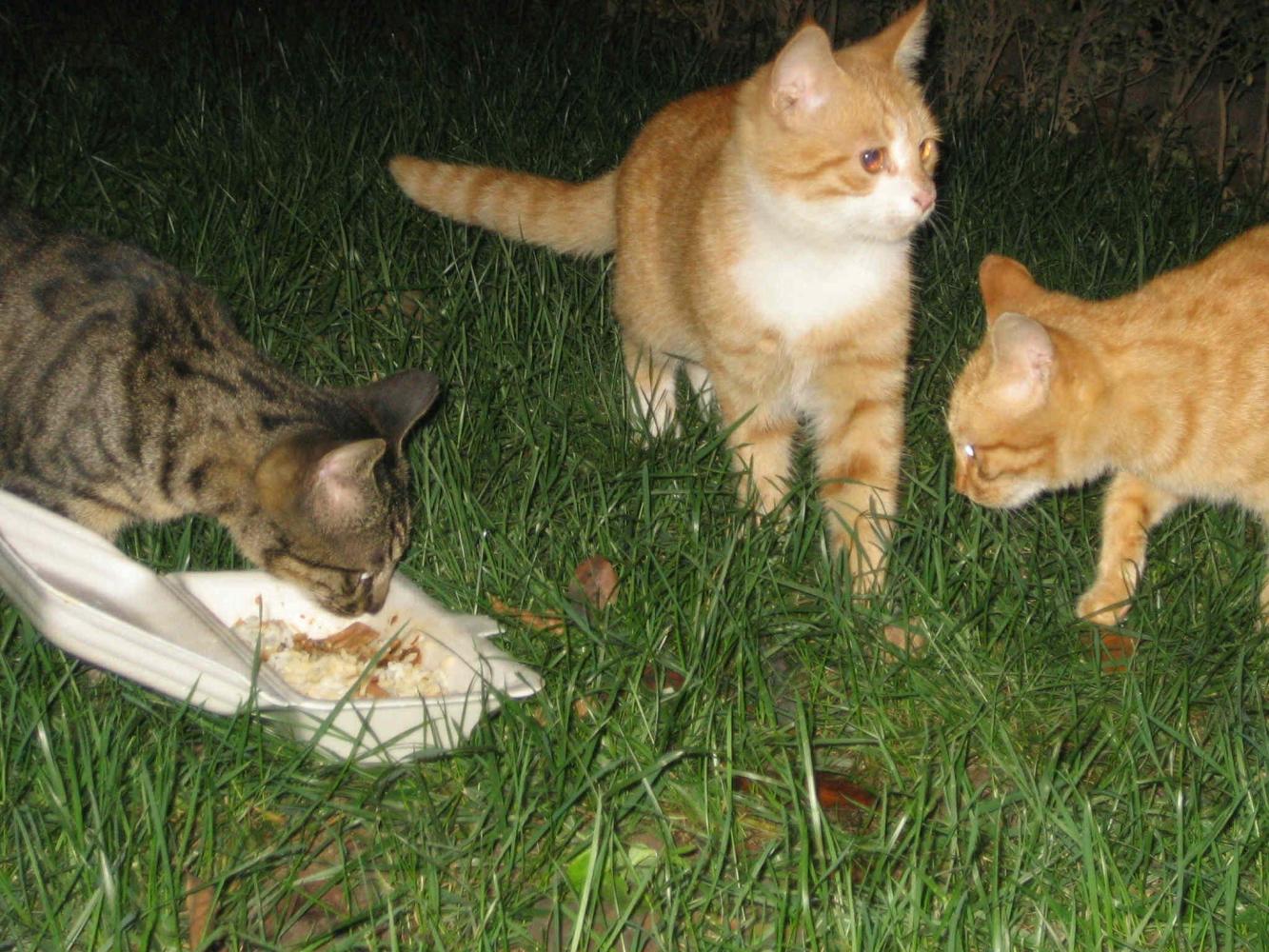 想加入救助流浪猫的行列, 请问该用什么方式对猫咪来说比较合适?