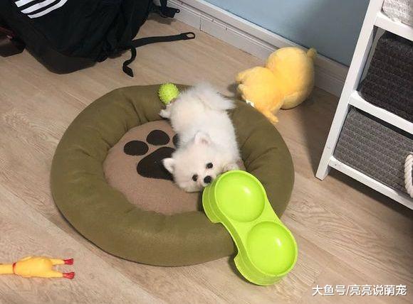 博美太“财迷”了，不管是什么东西，它都想占为己有