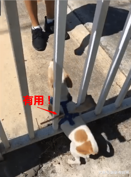 狗狗追求自由天天玩“逃跑”，鬼才主人为防止其“越狱”，给它背上了“镇狗宝刀”