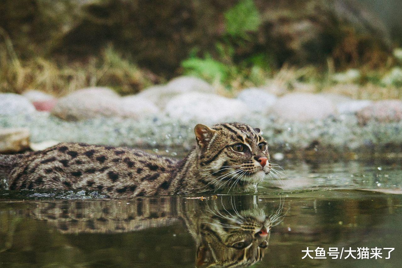 生活在我国的5种小型猫科动物：如果你爱它，那就远离它