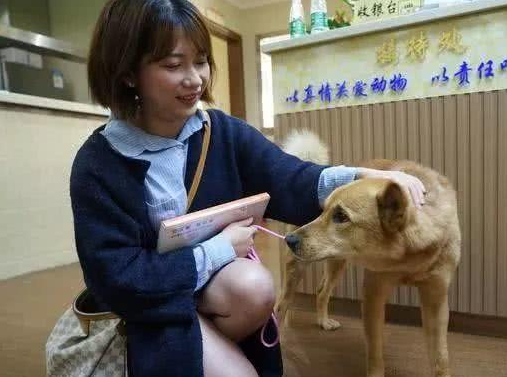 为什么土狗不能当警犬？不是因为它们笨，反而是因为太聪明