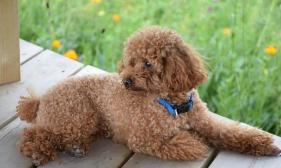 当泰迪跟主人求救时，它会发出这几种信号，你都知道吗？