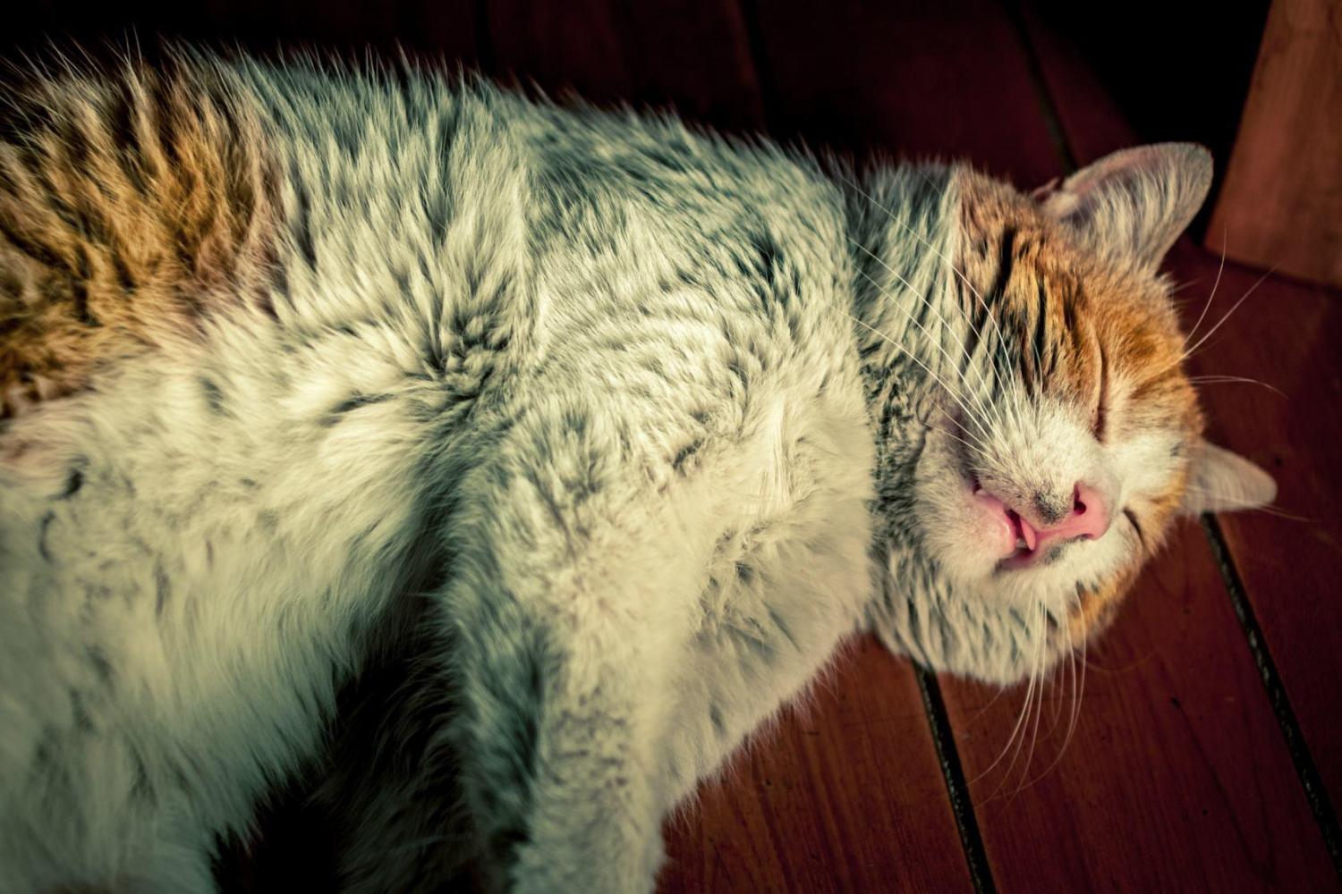 年老的猫咪总是犯错, 别指责它了, 它可能得了“老年痴呆症”!