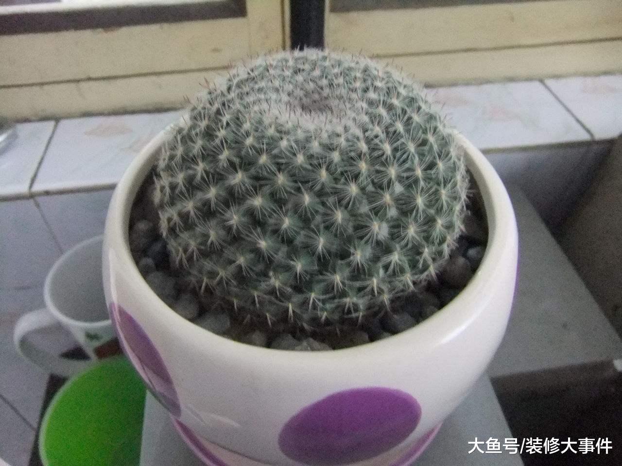 家里万万要养这5种花, 有钱人家都喜欢养, 家人至少长寿10年