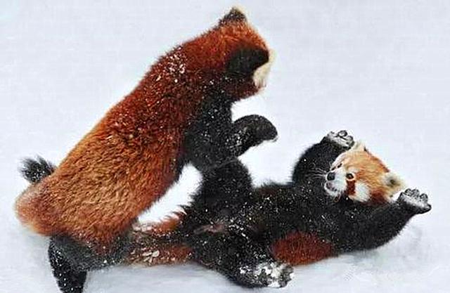 小熊猫为美食与伙伴动粗，互相举爪威胁，因战败气愤而滚成一团