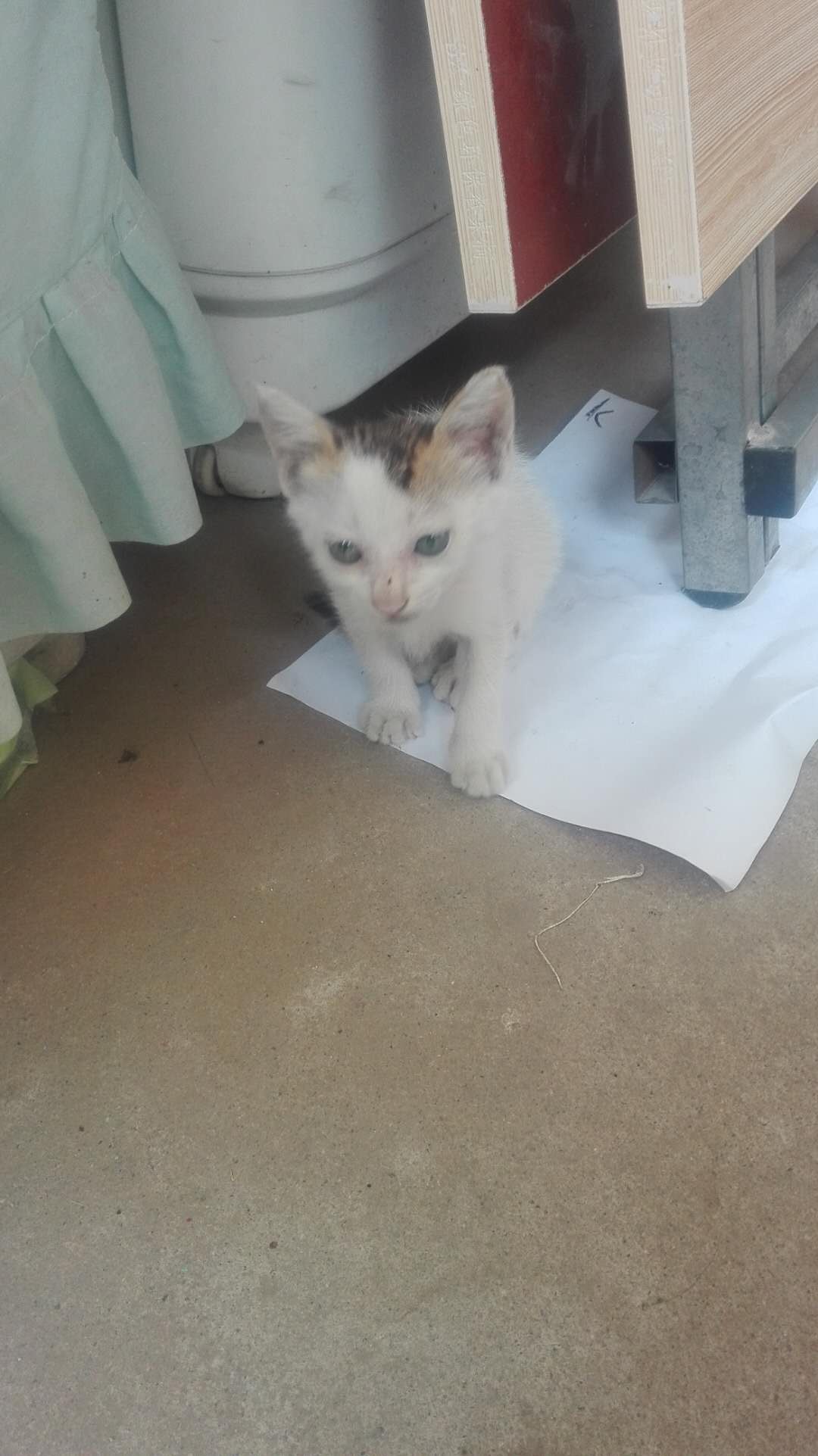 家中养一只小猫, 总能带给你乐趣, 讨厌它是不存在的