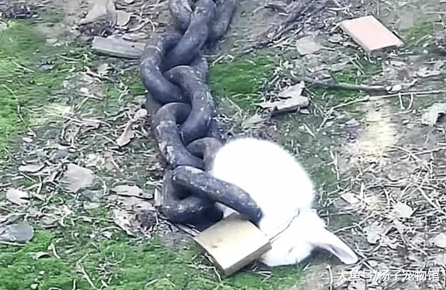 兔子被绑在门口，看到脖子上的铁链，感慨：这是犯了天条么