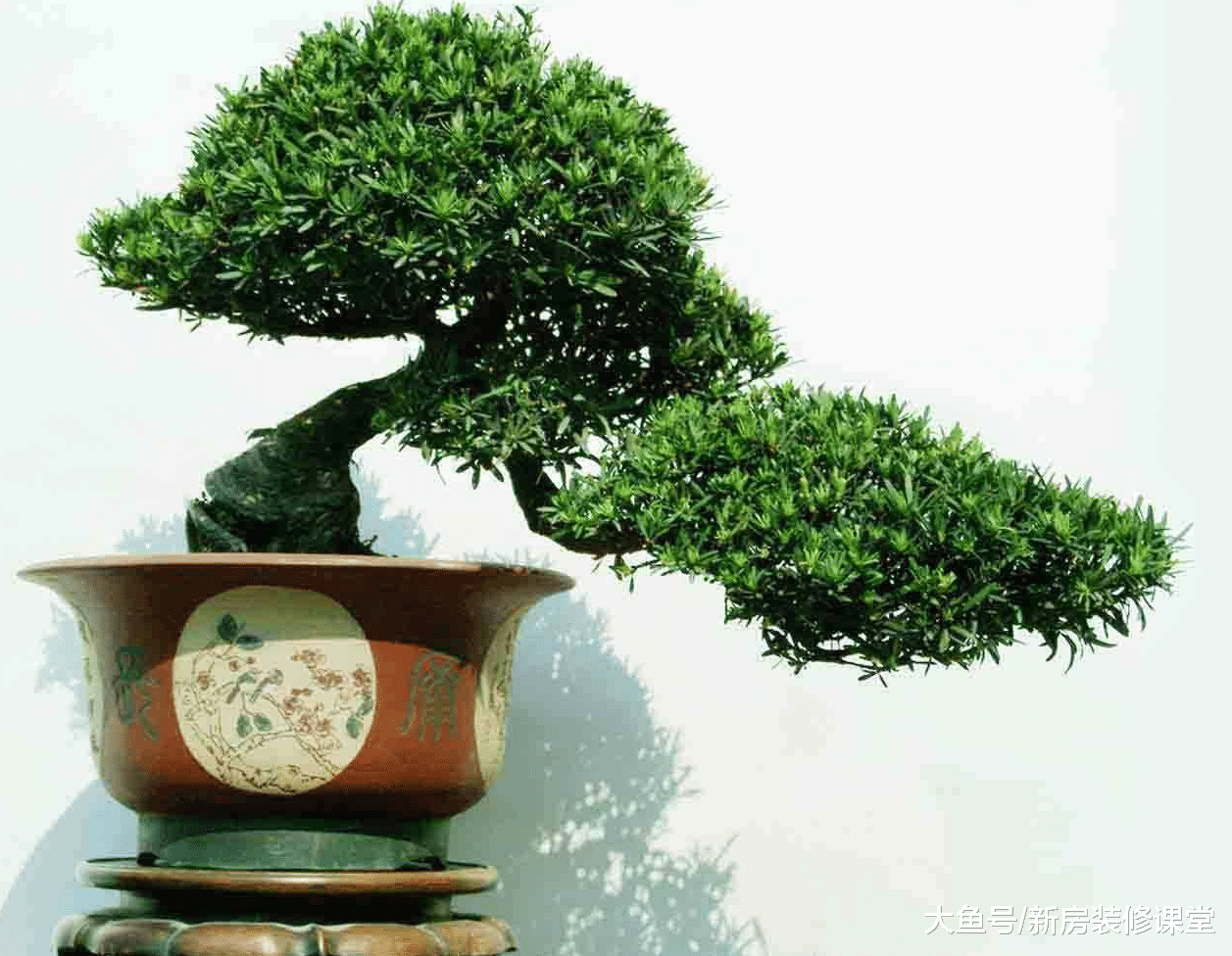 等我买了带院的房子, 一定要种这几种树, 好看还吉利!