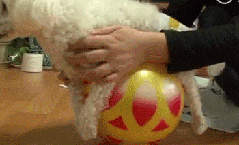 靠狗狗站立来博眼球的博主，都应该拉黑、取关！