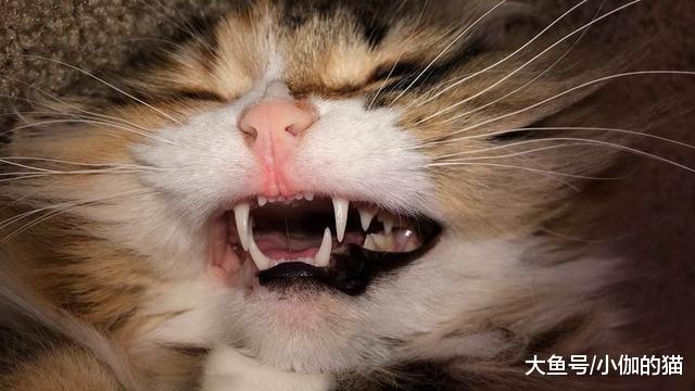 辟谣：猫咪吃干粮就不用刷牙？麻烦你撬开喵星人的嘴巴看看