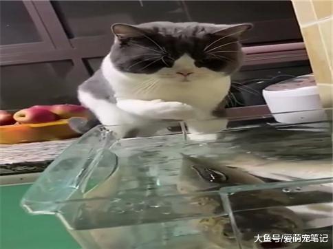 英短: 鱼留给主人, 我只尝一下汤的味道, 网友: 心有鱼而力不足啊