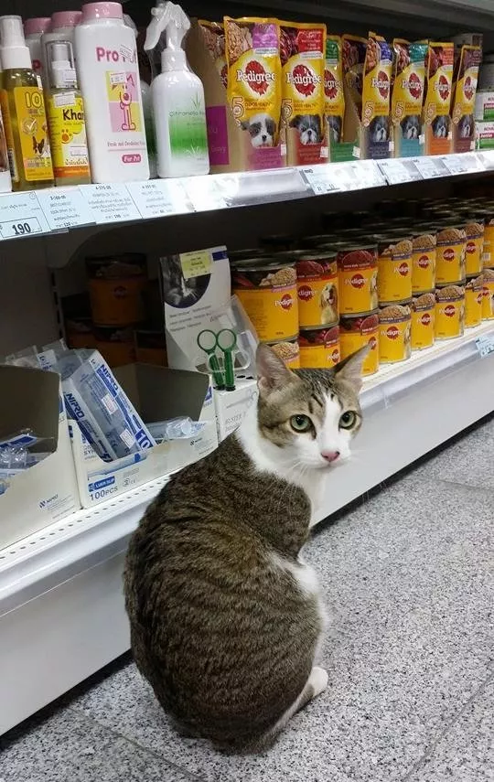 励志喵生吸粉14万人！生活不易，你却还没有一只猫努力！