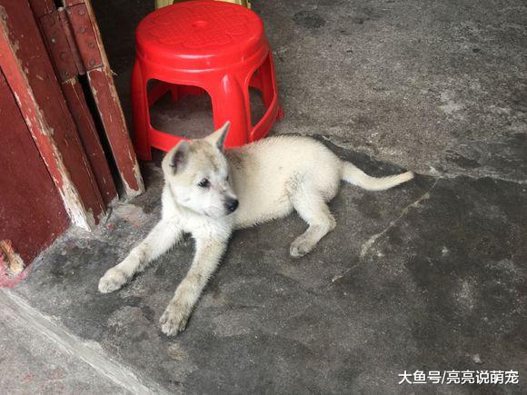 土狗看门很负责，没事就在家“巡逻”，吃的不好也毫不嫌弃