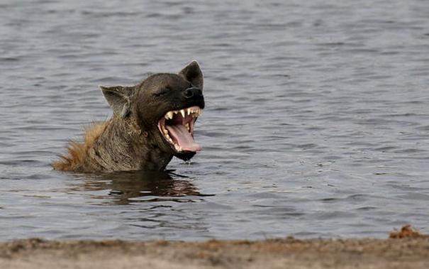 两只鬣狗在水中玩嗨了，但是一出水面傻眼了，这要怎么逃？