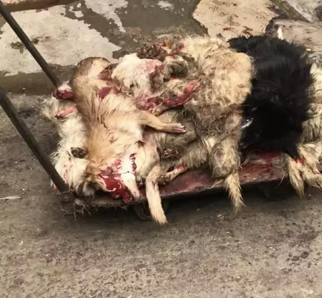 你嘴里的猫狗肉究竟从何而来？
