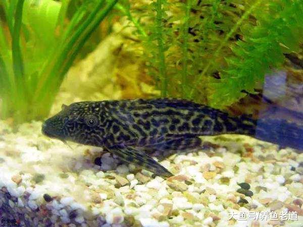 日益泛濫的清道夫魚，可能被我們吃成瀕危物種嗎？