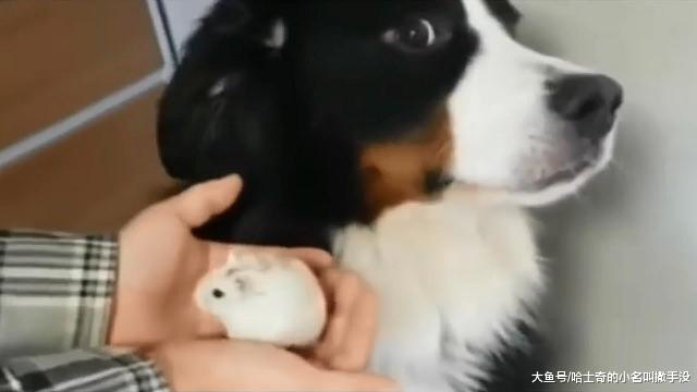 主人捧着小仓鼠给狗子看，狗子一脸的惊恐：这个真的不是我的孩子